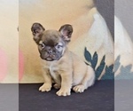 Small Photo #12 French Bulldog Puppy For Sale in UNIVERSAL CITY, CA, USA