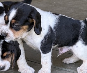 Medium Beagle