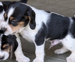 Puppy Puppy 1 Beagle