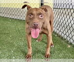 Small #1 American Pit Bull Terrier Mix