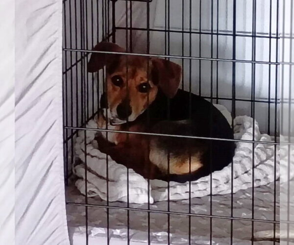 Medium Photo #9 Beagle-Unknown Mix Puppy For Sale in Dunnellon, FL, USA