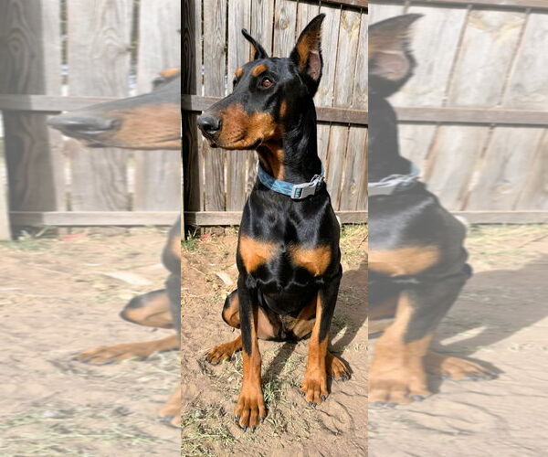 Medium Photo #1 Doberman Pinscher Puppy For Sale in Omaha, NE, USA