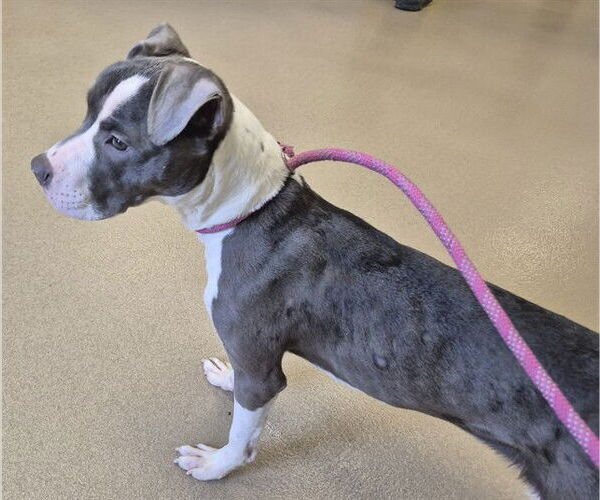 Medium Photo #2 Mutt Puppy For Sale in Decatur, IL, USA