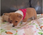 Small #9 Pembroke Welsh Corgi
