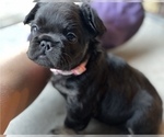 Small Photo #2 French Bulldog Puppy For Sale in ELIZABETH, CO, USA
