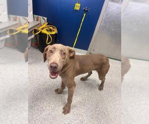 Unknown-Weimaraner Mix Dogs for adoption in Pasadena, TX, USA