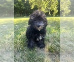 Small #25 Poodle (Miniature)