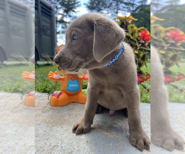 Medium Photo #4 Labrador Retriever Puppy For Sale in NEOLA, WV, USA