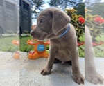 Small #3 Labrador Retriever