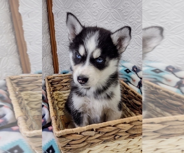 Medium Photo #3 Siberian Husky Puppy For Sale in MOUNT AYR, IA, USA