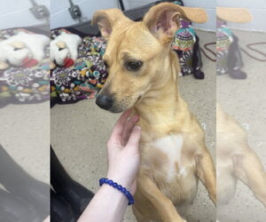 Chiweenie Dogs for adoption in York, SC, USA