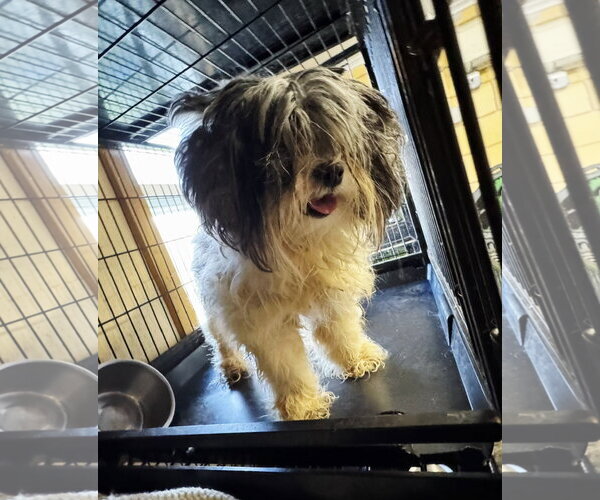 Medium Photo #2 Shih Tzu Puppy For Sale in Perth Amboy, NJ, USA