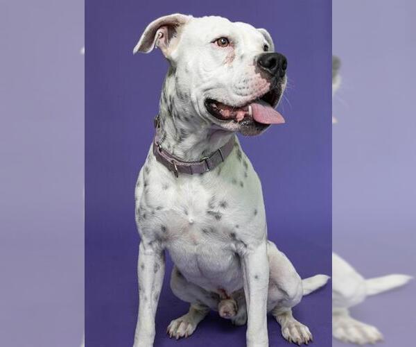 Medium Photo #2 American Bulldog Puppy For Sale in Fort Lauderdale, FL, USA