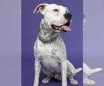 Small #1 American Bulldog