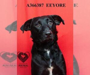 German Shepherd Dog-Unknown Mix Dogs for adoption in Stockton, CA, USA