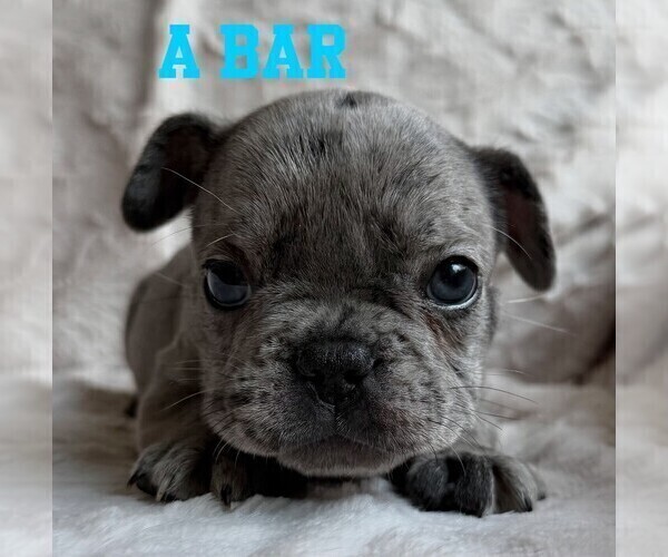 Medium Photo #2 French Bulldog Puppy For Sale in BIGFORK, MT, USA