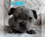 Small #1 French Bulldog