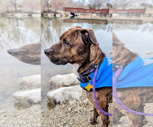 Medium Photo #3 American Pit Bull Terrier-Unknown Mix Puppy For Sale in Sandy, UT, USA