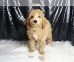 Small #5 Poodle (Toy)