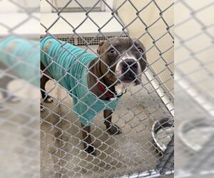 Mutt Dogs for adoption in Temple, TX, USA