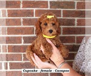 Cavapoo (Miniature) Puppy for sale in CLARKRANGE, TN, USA