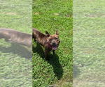 Small Photo #12 American Pit Bull Terrier-American Staffordshire Terrier Mix Puppy For Sale in Wenonah, NJ, USA