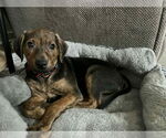 Small #2 Plott Hound-Retriever  Mix