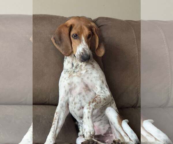 Medium Photo #13 Mutt Puppy For Sale in Rustburg, VA, USA