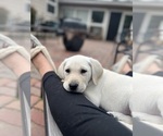 Small Photo #10 Labrador Retriever Puppy For Sale in COUNCIL BLUFFS, IA, USA