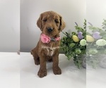 Puppy Fern Goldendoodle