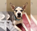 *ABIGAIL - Female Siberian Husky-Unknown Mix Dog for Adoption - Small photo