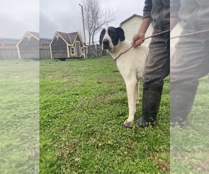 Great Dane Dog for Adoption in CLEVELAND, North Carolina USA