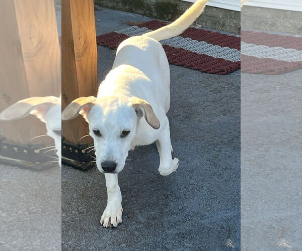 Medium Photo #5 Beagle-Unknown Mix Puppy For Sale in Wakefield, RI, USA
