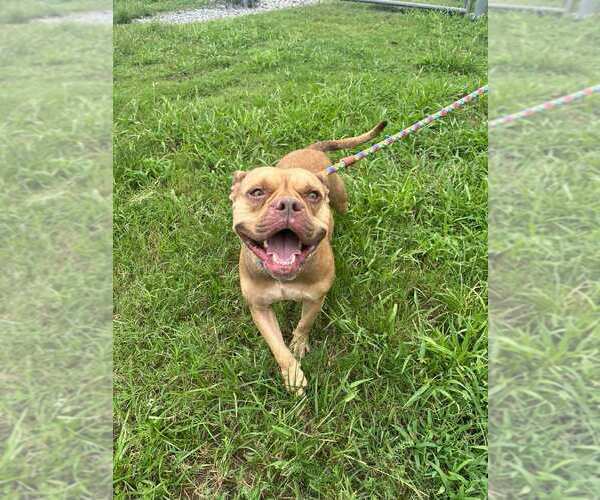 Medium Photo #1 Mutt Puppy For Sale in Abbeville, LA, USA