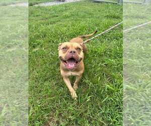 Mutt Dogs for adoption in Abbeville, LA, USA