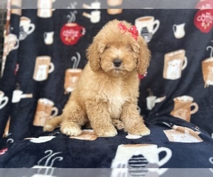 Cavapoo Puppy for sale in LAKELAND, FL, USA