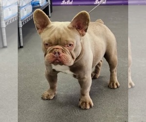 Father of the French Bulldog puppies born on 04/10/2025