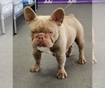 Small Photo #1 French Bulldog Puppy For Sale in STOCKTON, CA, USA