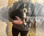 Small Photo #7 Bernese Mountain Dog Puppy For Sale in FRANKTOWN, CO, USA