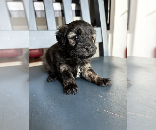 Medium Photo #6 Aussiedoodle Miniature  Puppy For Sale in PURDON, TX, USA