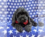 Small Photo #11 Cock-A-Poo-Poodle (Miniature) Mix Puppy For Sale in CHRISTIANA, PA, USA