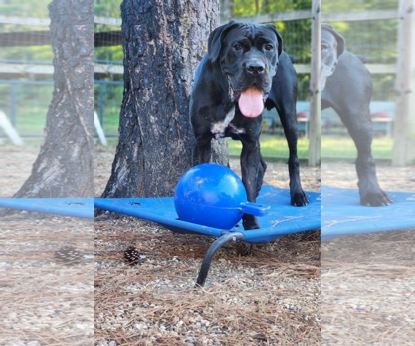 Medium Photo #6 Mastiff Puppy For Sale in Shreveport, LA, USA