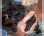 Puppy 5 Pug