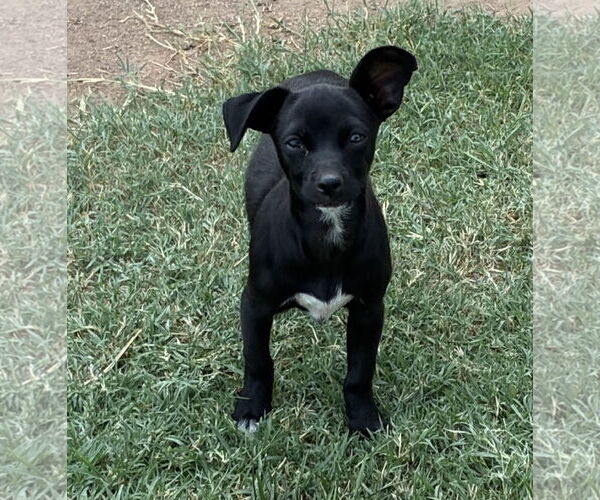 Medium Photo #2 Chihuahua Puppy For Sale in Hesperia, CA, USA