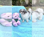 Small #16 Shih Tzu