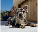 Spot - Male French Bulldog Puppy for Sale - Photo #2