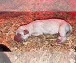 Small Photo #4 Labrador Retriever Puppy For Sale in SAN JOSE, CA, USA