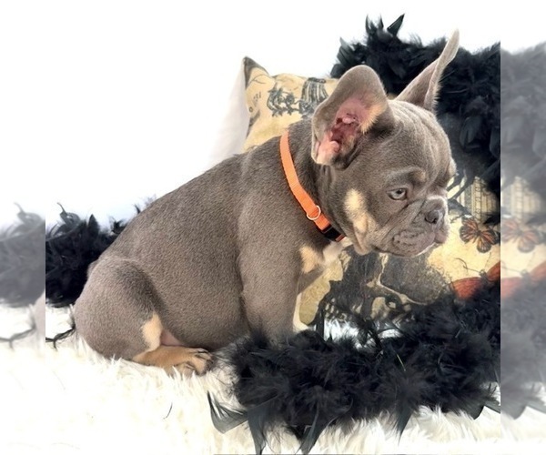 Medium Photo #1 French Bulldog Puppy For Sale in LAKE CITY, FL, USA
