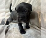 Small #2 Mutt