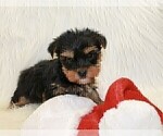 Small #7 Yorkshire Terrier